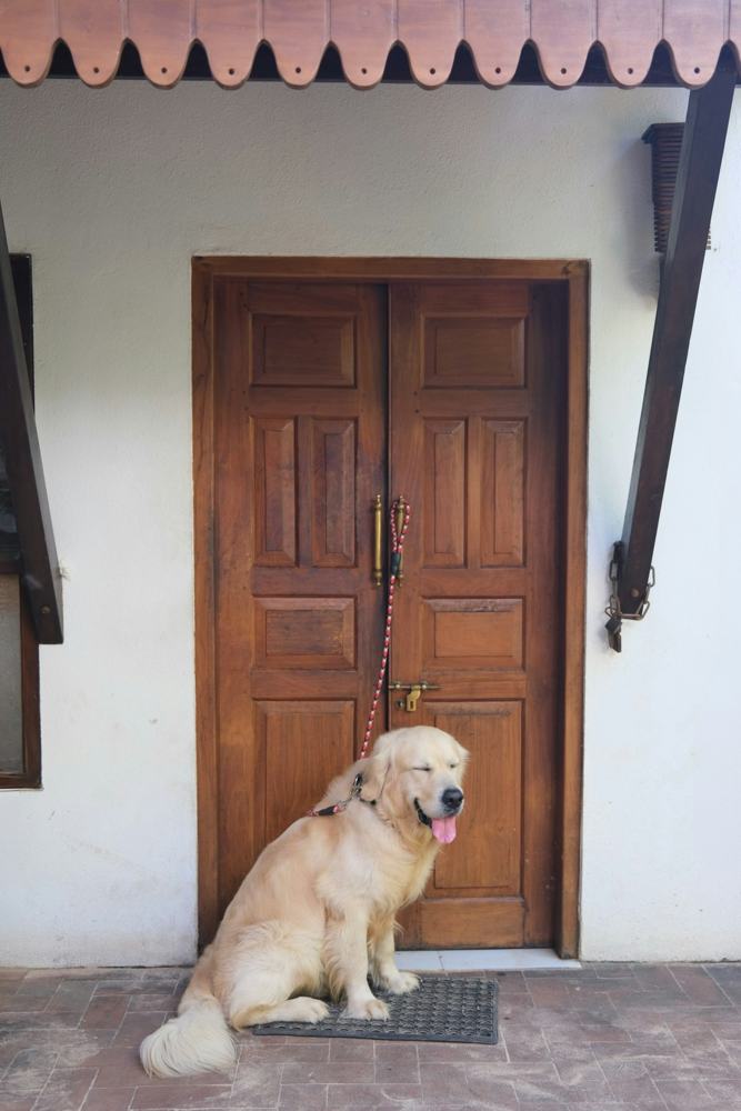 A golden retriever waiting at a wooden front door